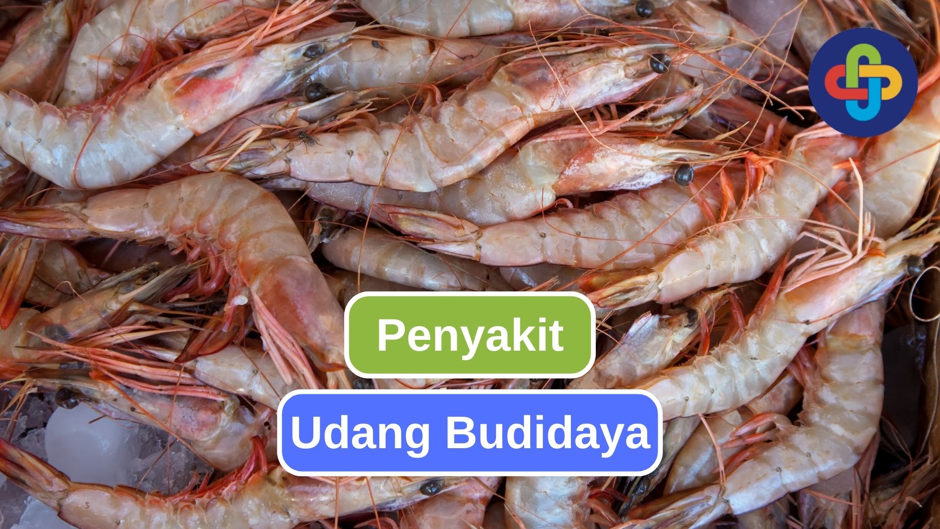 10 Penyakit yang Sering Muncul pada Udang Budidaya